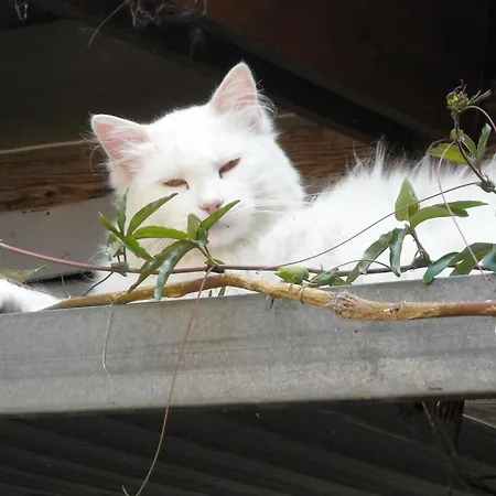 Albergotto Natalina